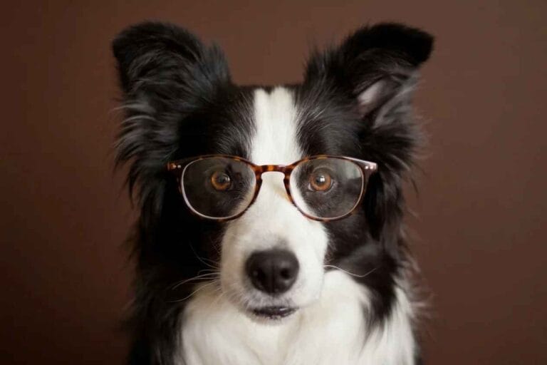 Collie noir et blanc portant des lunettes écaille brunes, sur fond marron uni, donnant une apparence intellectuelle et humoristique.