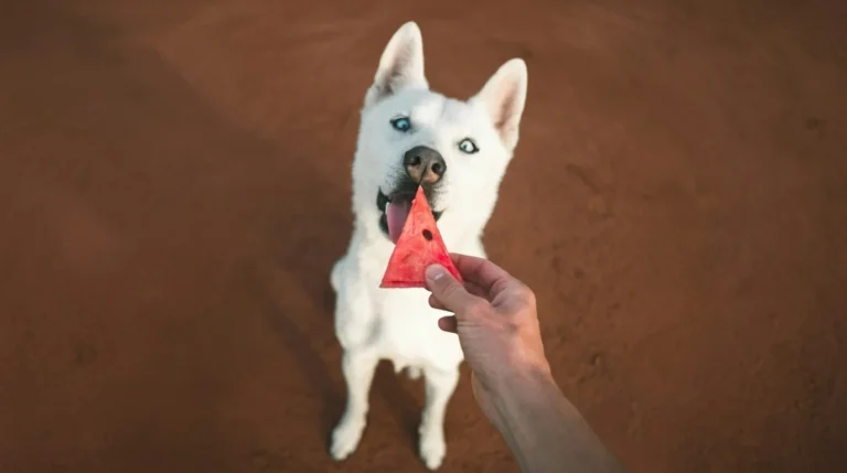 Husky regarde la main de son maître qui lui tend un morceau de pastèque