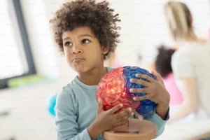 Un enfant en chemise bleue tient un modèle anatomique coloré du cerveau humain dans une salle de classe.