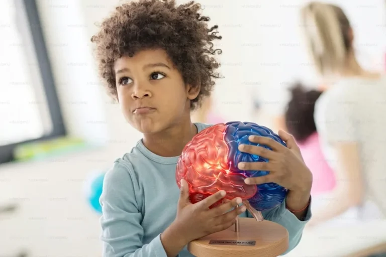 Un enfant en chemise bleue tient un modèle anatomique coloré du cerveau humain dans une salle de classe.