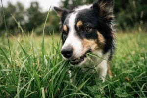 Gros plan détaillé sur un Border Collie en train de manger de l'herbe fraîche dans un champ, illustrant un comportement canin naturel.