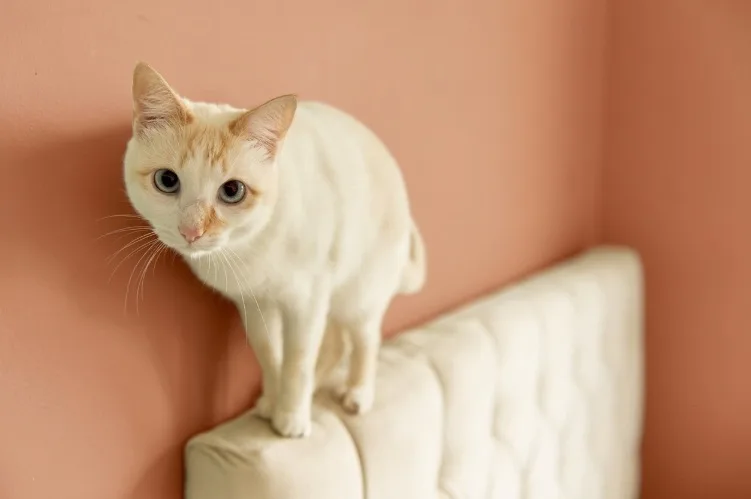 Chat crème aux marques orange clair, debout sur le haut d’une tête de lit capitonnée, regardant la caméra avec curiosité.