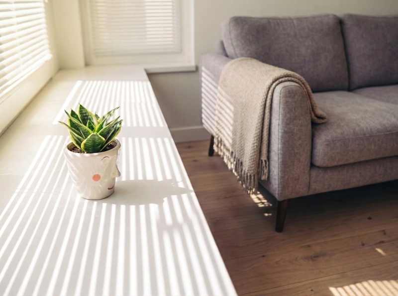 Plante dépolluante Sansevieria dans un salon lumineux pour purifier l'air intérieur naturellement